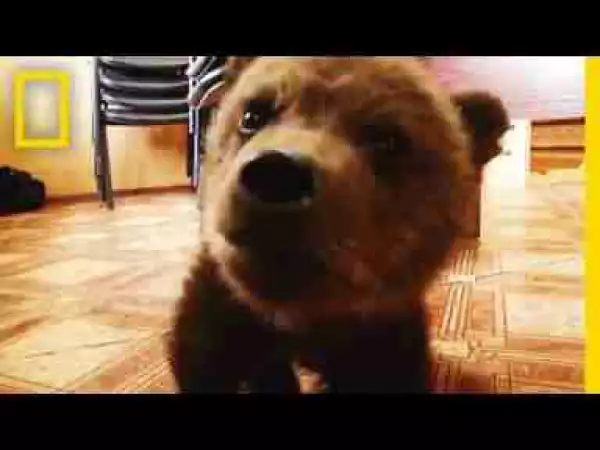 Video: Watch: Adorable Baby Brown Bear Rescued | National Geographic